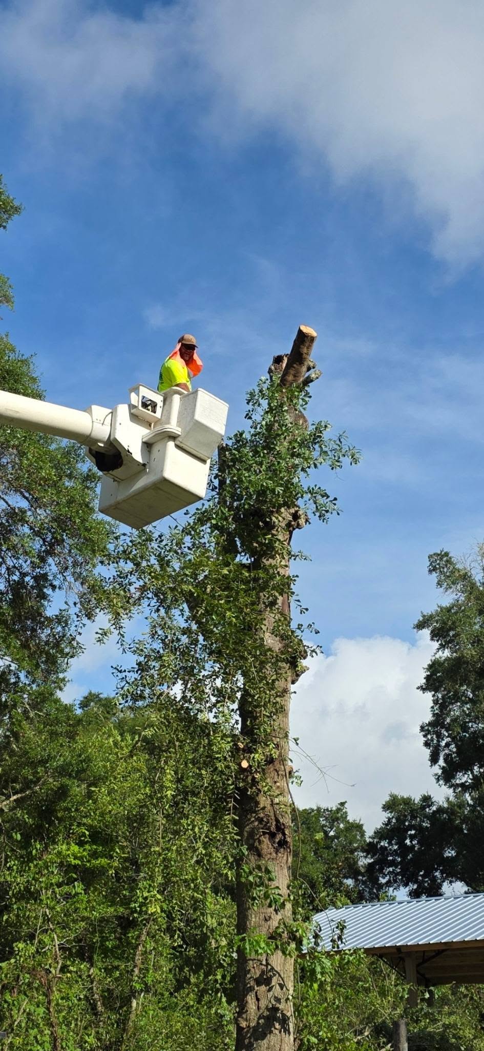 H&L working on a tall tree removal