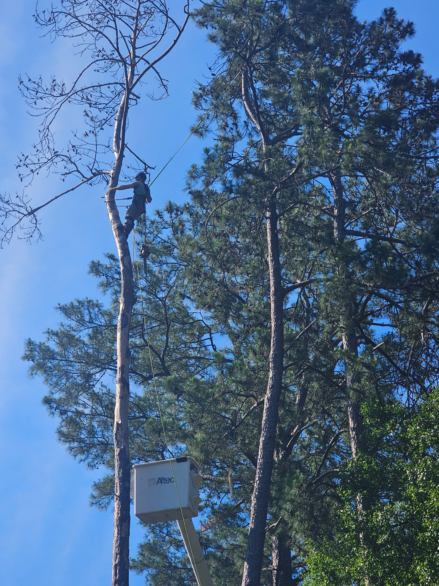 H&L team member working high in a pine tree