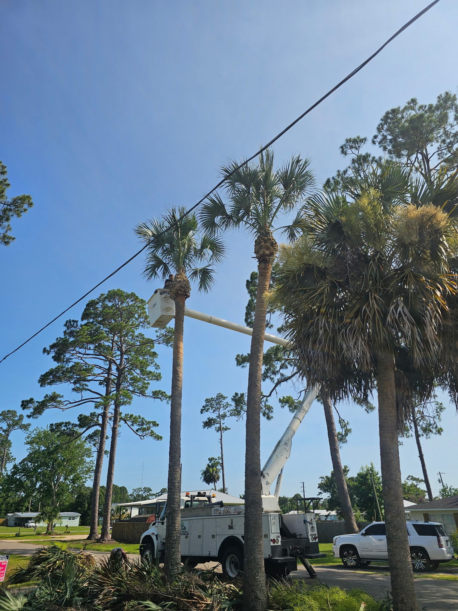 H&L bucket truck working among palms and pines