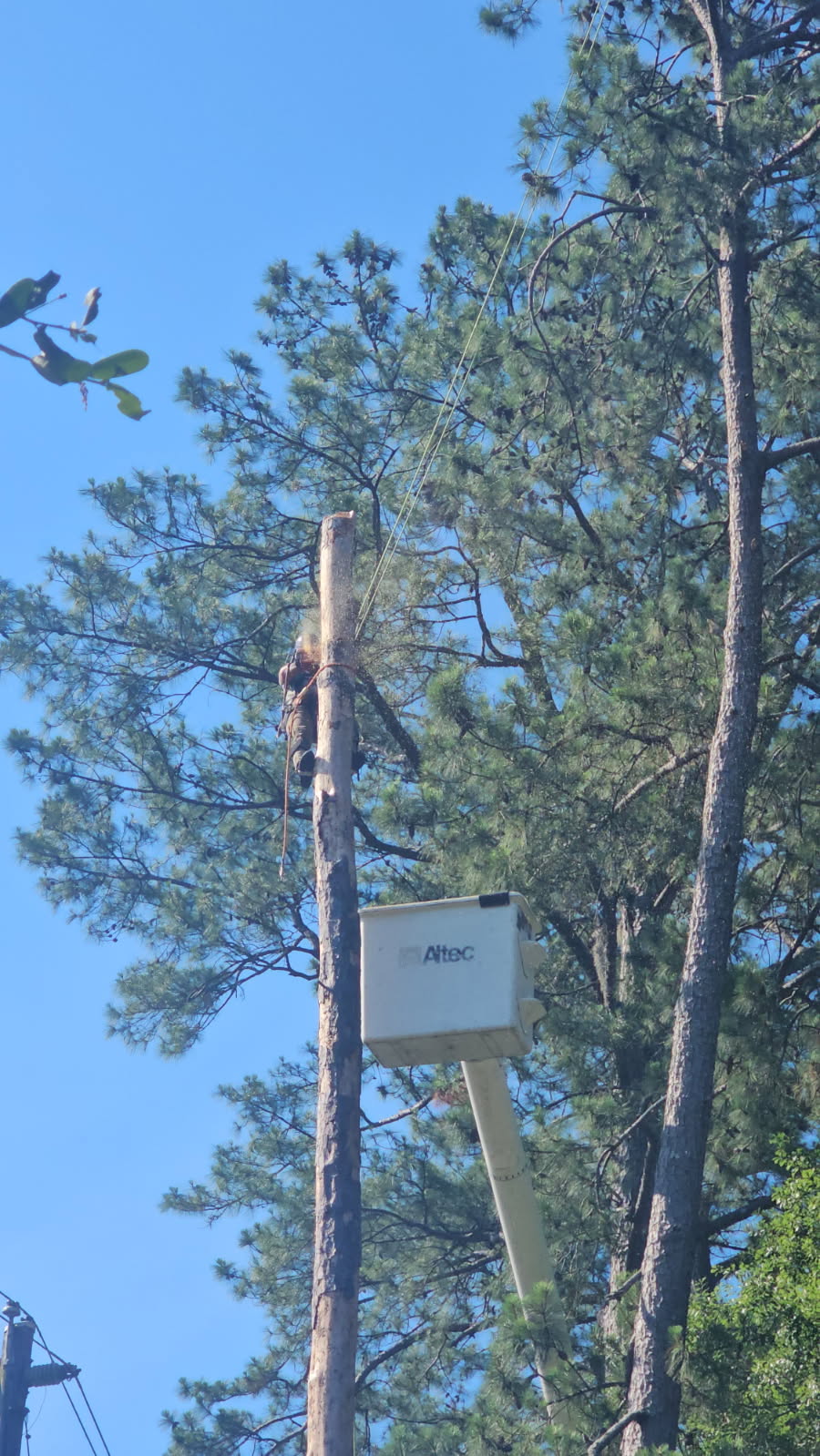 H&L team member working high beside a tall pine