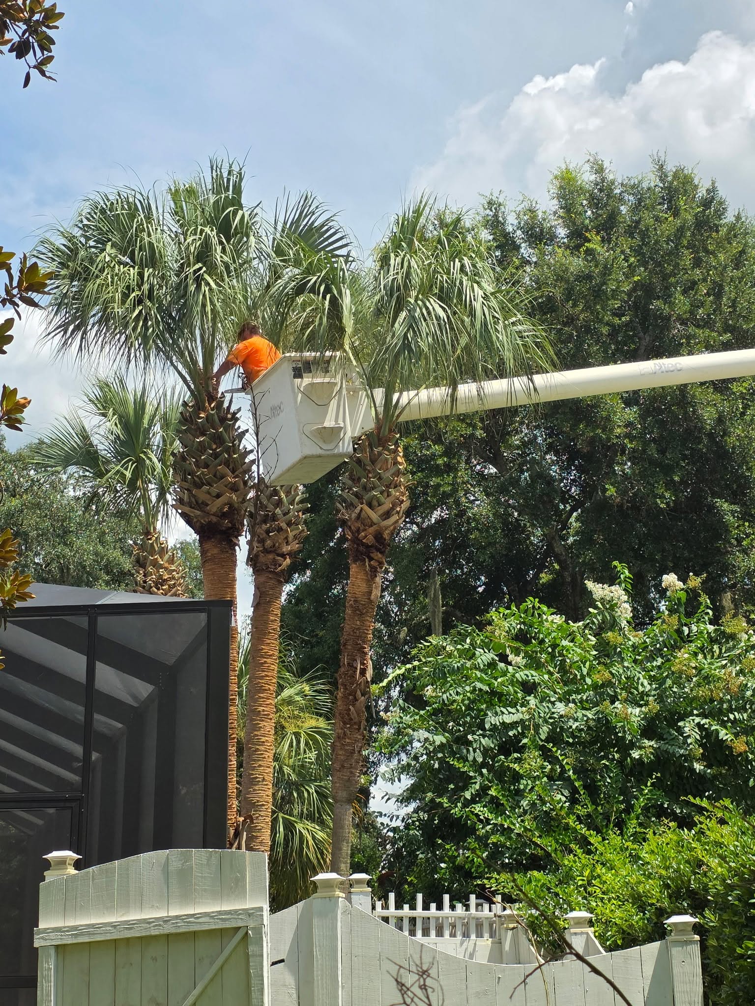 H&L trimming palms from a bucket truck